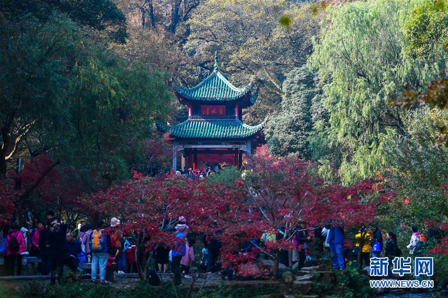 （环境）（1）麓山枫叶红