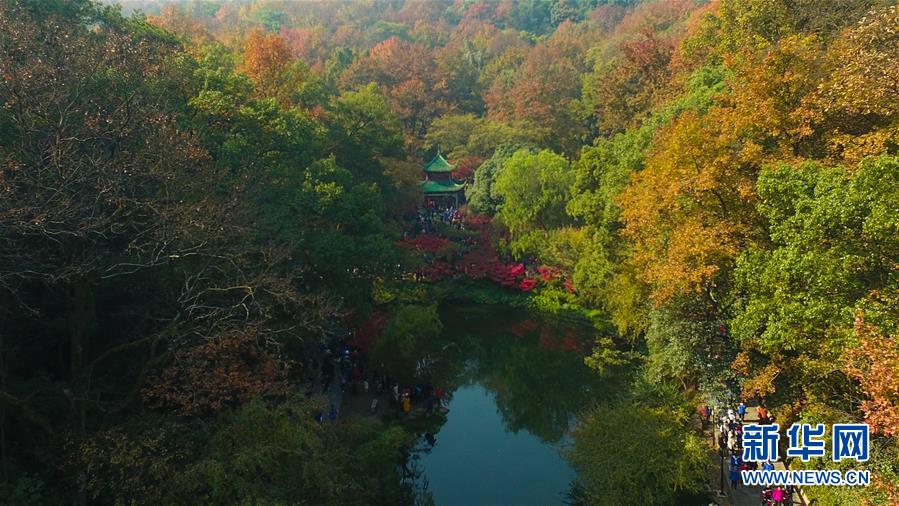 （环境）（3）麓山枫叶红